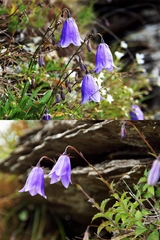 Adenophora morrisonensis