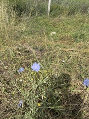 Cichorium intybus