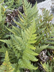 Rumohra adiantiformis