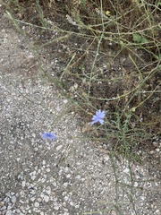 Cichorium intybus