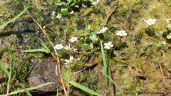 Ranunculus penicillatus