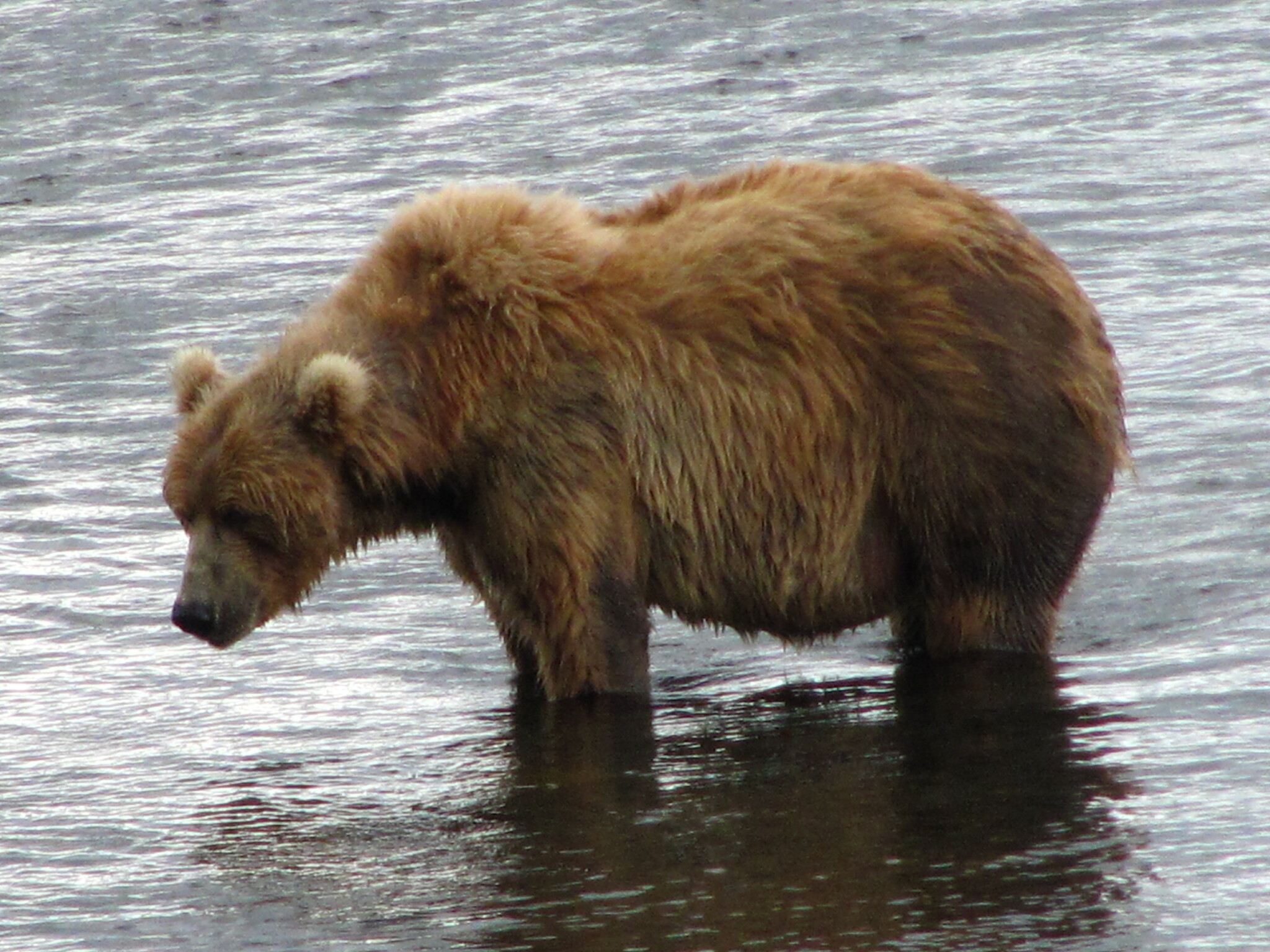 Kodiak Brown Bear (Ursus arctos middendorffi)