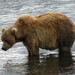 Kodiak Brown Bear - Photo (c) maltesse03, some rights reserved (CC BY-NC)