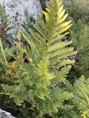 Rumohra adiantiformis