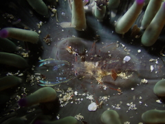 Ancylomenes aesopius