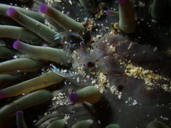 Ancylomenes aesopius