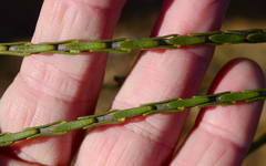 Struthiola leptantha
