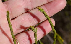 Struthiola leptantha