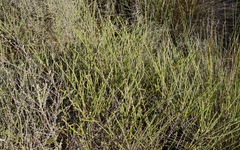 Struthiola leptantha