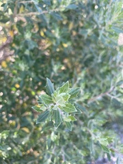 Baccharis dracunculifolia