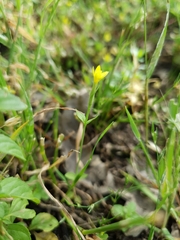Centaurium maritimum