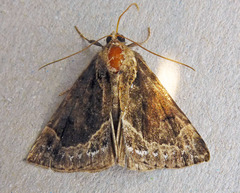 Hypena crassalis