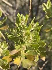 Baccharis dracunculifolia