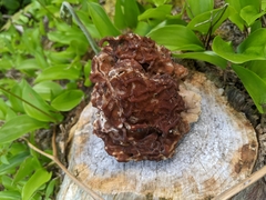 Gyromitra esculenta image