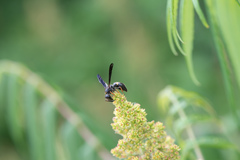 Ancistrocerus unifasciatus