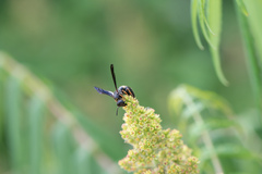 Ancistrocerus unifasciatus