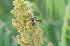 Ancistrocerus unifasciatus