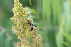 Ancistrocerus unifasciatus