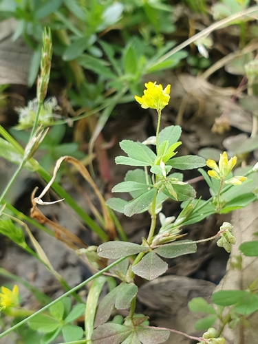 Trifolium micranthum image