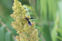Ancistrocerus unifasciatus