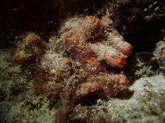 Stolonica australis