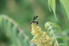 Ancistrocerus unifasciatus