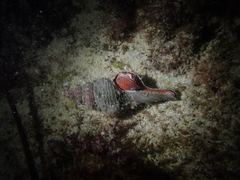 Propefusus australis