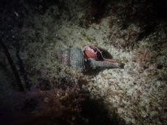 Propefusus australis