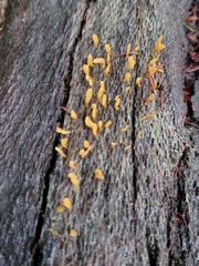Calocera guepinioides