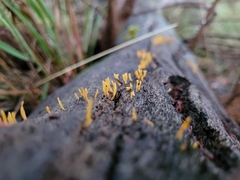 Calocera guepinioides