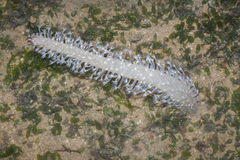 Veretillum