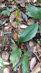 Cryptostylis arachnites