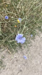 Cichorium intybus