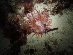 Bunodactis altifossa