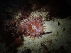 Bunodactis altifossa