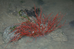 Subergorgia suberosa