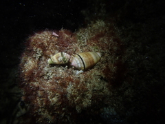 Conus dorreensis