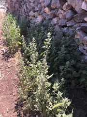 Urtica pilulifera