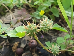 Trifolium glomeratum image