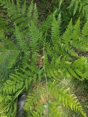 Pteridium pinetorum