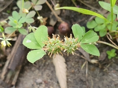 Trifolium glomeratum image