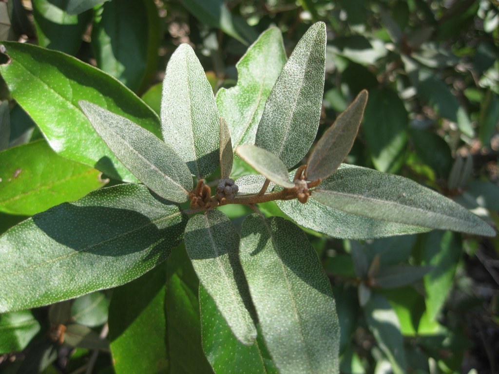 Croton alabamensis var. texensis