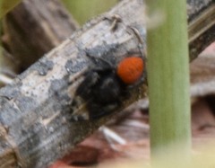 Phidippus purpuratus