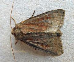 Parastichtis suspecta