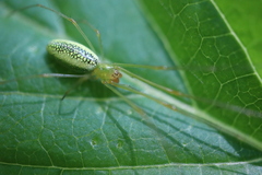 Tetragnatha squamata