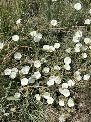 Convolvulus holosericeus