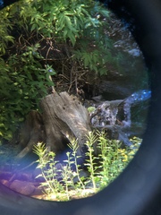 Cinclus mexicanus unicolor