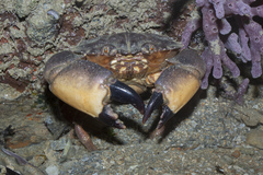 Myomenippe hardwickii