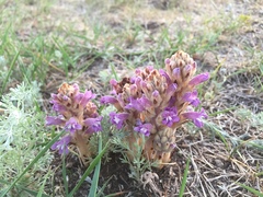 Phelipanche caesia