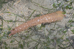 Veretillum